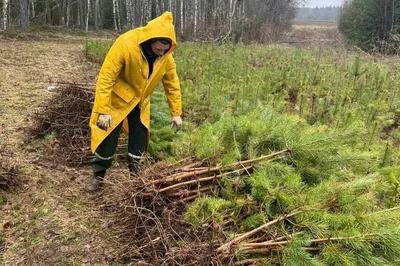 Фото деревьев Ленинградской области