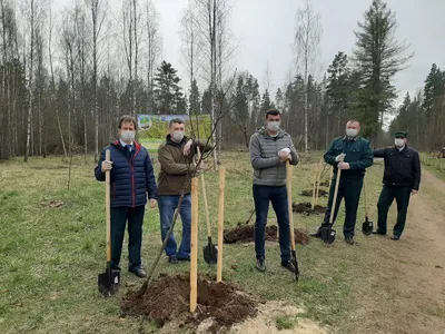 Арт с деревьями Ленинградской области