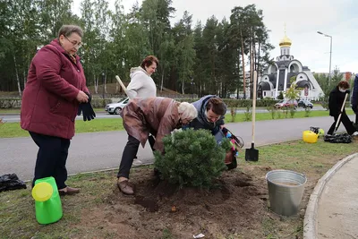 Фото деревьев Ленинградской области: красота природы в высоком разрешении 4K