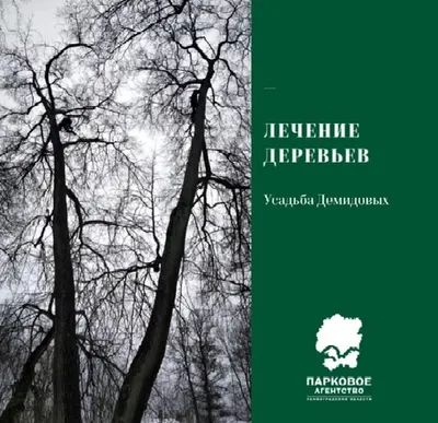 Фото деревьев Ленинградской области 2024: современный взгляд на природу