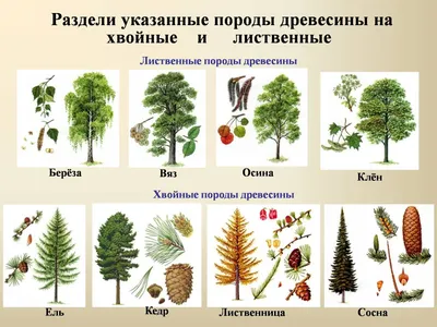 Листопад: красочные фото листвы на фоне деревьев