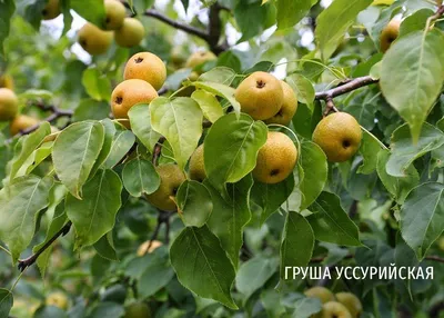 Прогулка среди живых красок: лес лиственных деревьев