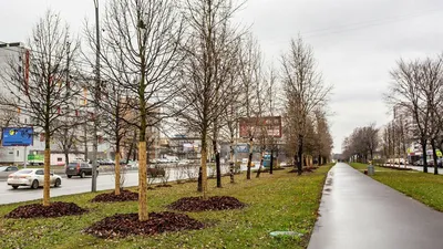 Живописные деревья Москвы - фото, подарившие моменты вдохновения