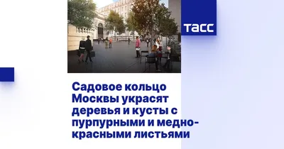 Величие природы на фотографиях деревьев Москвы