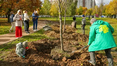 Шедевры деревьев Москвы на фотографиях