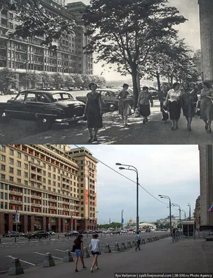 Фотопутешествие по деревьям Москвы: взгляните на них с другой стороны