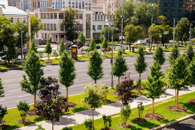 Удивительные фотографии растений Москвы - скачивайте бесплатно