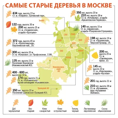 Фотка деревьев Москвы в лучшем качестве для айфона