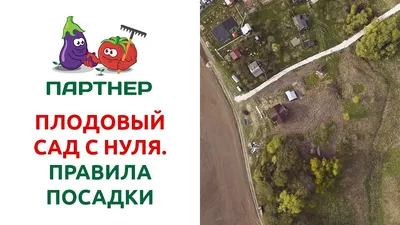 Символы роста и силы: фотографии величественных деревьев на участке