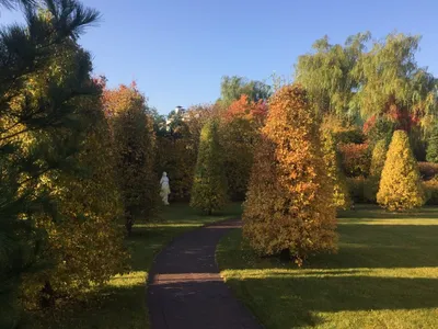 Коллекция фотографий деревьев подмосковья в формате jpg