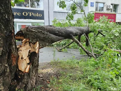 Фотоальбом Деревья приморского края: погружение в природу