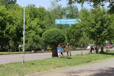 Райский уголок: фотографии деревьев приморского края