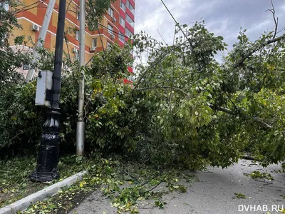 Фото деревьев Приморского края в хорошем качестве: наслаждение естественной красотой без компромиссов