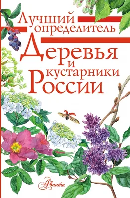 Загадочные леса России: красивые фото деревьев и их разнообразие