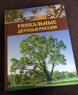 Фотографии русской природы: деревья во всей своей красе