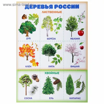 Красочные изображения деревьев России: скачивайте бесплатно в разрешении Full HD