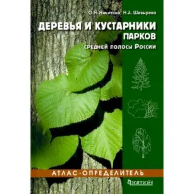 Фотографии русских деревьев: скачайте изображения в хорошем качестве