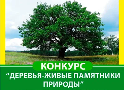 Уникальные снимки деревьев России для восхищения