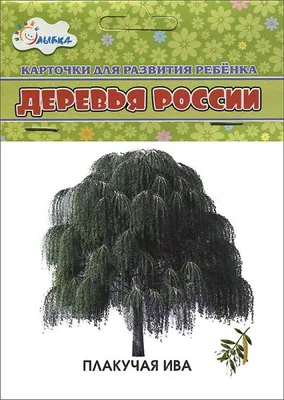 Коллекция арт-фото деревьев России