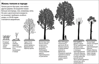 Деревья россии фотографии