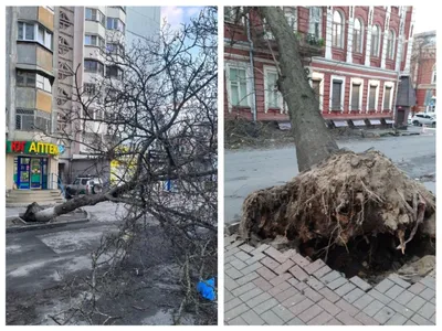 Величественные дубы на фото из Ростовской области