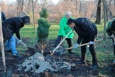 Живописные закаты среди деревьев Ростовской области: фото