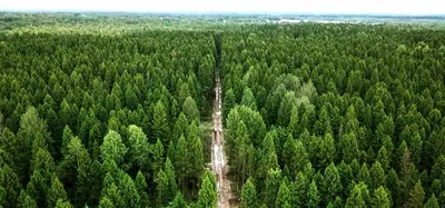 Фото деревьев ростовской области в HD качестве