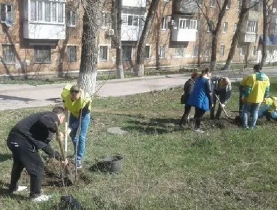 Удивительные обои с деревьями для рабочего стола