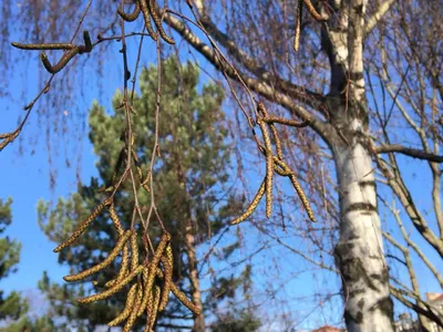 Уникальная флора мира: фотографии деревьев с сережками