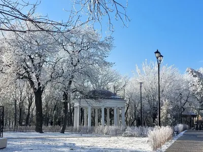 Символы природы: фото деревьев, объединяющих северный Кавказ