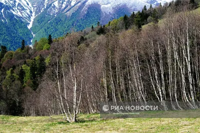 Бесплатные фото деревьев северного Кавказа