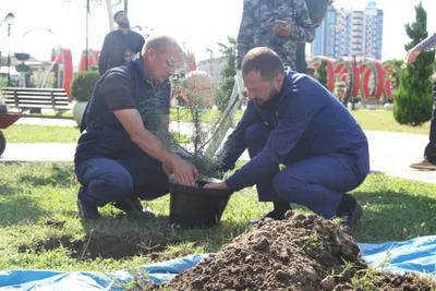 Изображение деревьев северного кавказа: свежий воздух