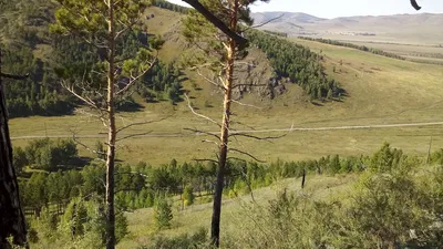 Загадочные леса Сибири на фотографиях