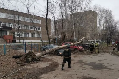 Невероятная разнообразность деревьев Сибири на фотографиях