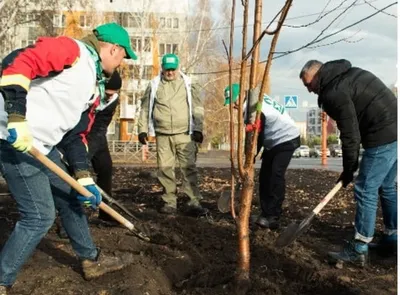 Природа в стиле Сибири: фотоальбом деревьев региона