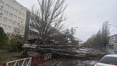 Рисунки деревьев Сибири как произведения искусства