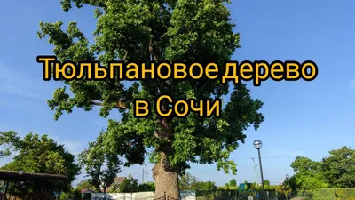 Скачать бесплатно в хорошем качестве фото деревьев в Сочи