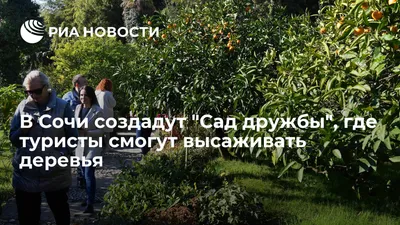 Картинки деревьев Сочи: увлекательное путешествие в природу