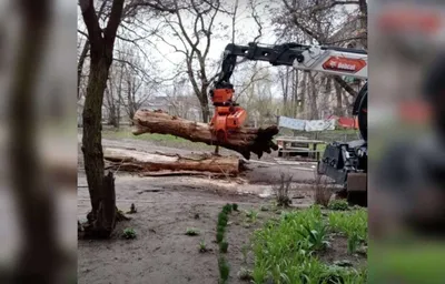 Интригующая преобразовка: сорняки расцветают в деревьях (фото)