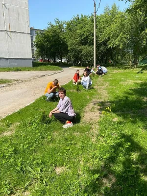 Бесплатно: Получите бесплатно снимки деревьев-сорняков