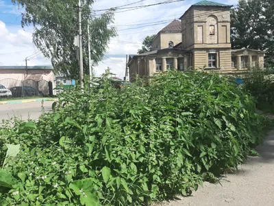 В хорошем качестве: Улучшенные снимки деревьев-сорняков