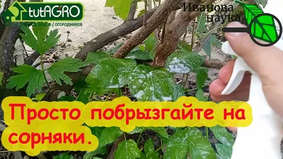 HD фотки деревьев сорняков для гаджетов