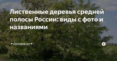 Родные леса: фотографии, переносящие нас в окружение деревьев средней полосы России 