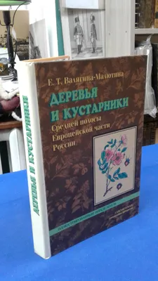 Фото в хорошем качестве: деревья средней полосы России