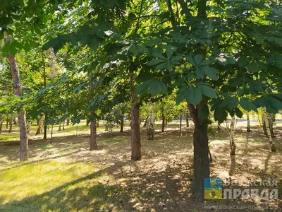 Уникальные фотографии деревьев средней полосы России на 4K обоях