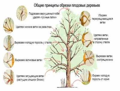 Красота и загадочность лесов Подмосковья