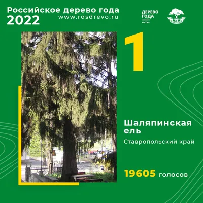 Бесплатное скачивание фото деревьев Ставропольского края в высоком качестве (JPG, PNG, WebP)