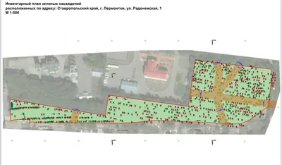 Магия деревьев Ставропольского края в фотографиях