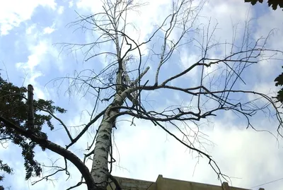 Фотоальбом природных чудес: деревья Ставропольского края