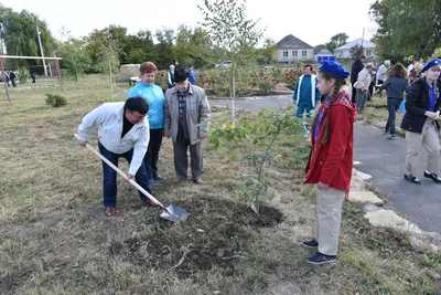 Эстетика природы в фотографиях деревьев Ставропольского края